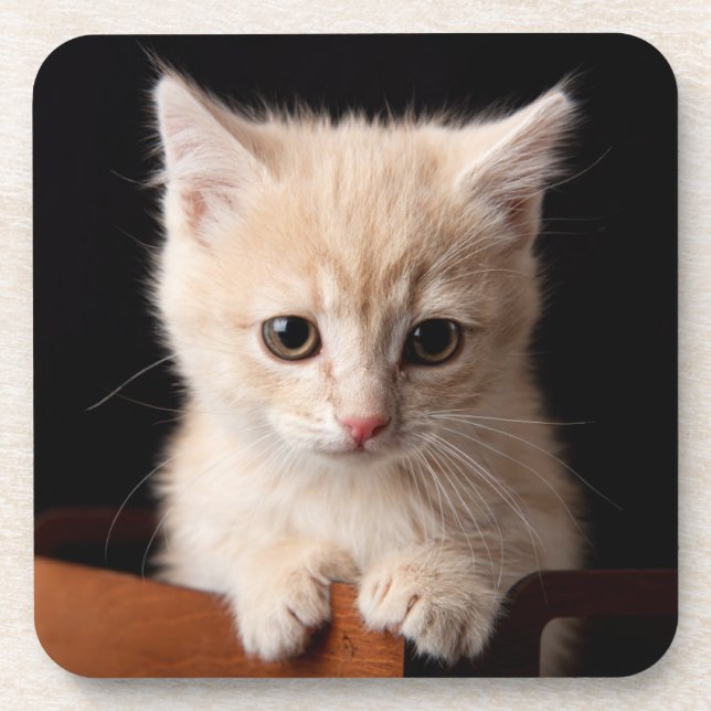 Niedliche Kleintiere | Ginger Kitten Getränkeuntersetzer (Vorderseite)