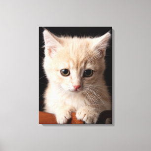 Niedliche Kleintiere Ginger Kitten Leinwanddruck