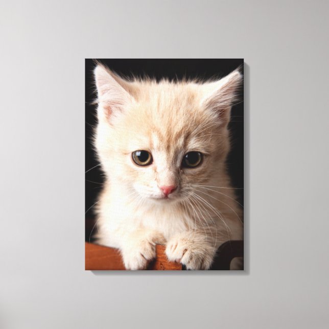 Niedliche Kleintiere | Ginger Kitten Leinwanddruck (Vorderseite)