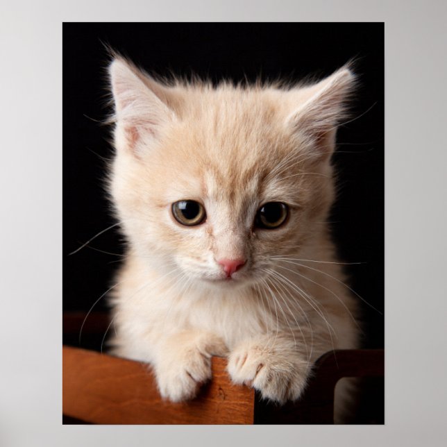 Niedliche Kleintiere | Ginger Kitten Poster (Vorne)