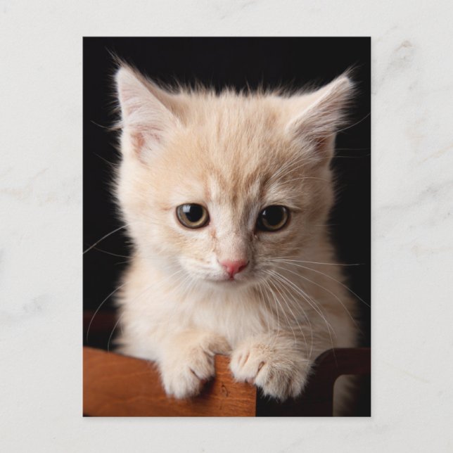 Niedliche Kleintiere | Ginger Kitten Postkarte (Vorderseite)