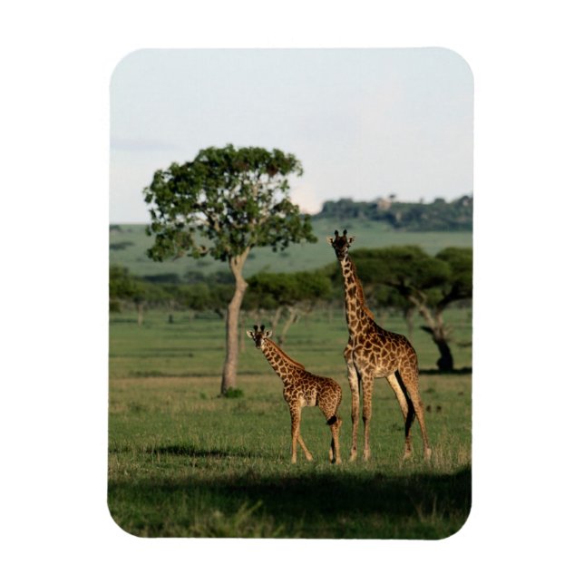 Niedliche Kleintiere | Giraffe Calf & Mama Magnet (Vertikal)