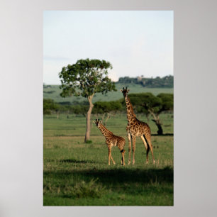 Niedliche Kleintiere Giraffe Calf & Mama Poster