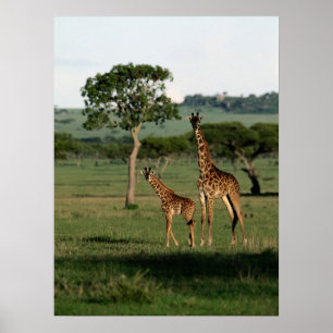 Niedliche Kleintiere   Giraffe Calf & Mama Poster