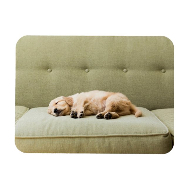 Niedliche Kleintiere | Golden Retriever Puppy 2 Magnet (Horizontal)