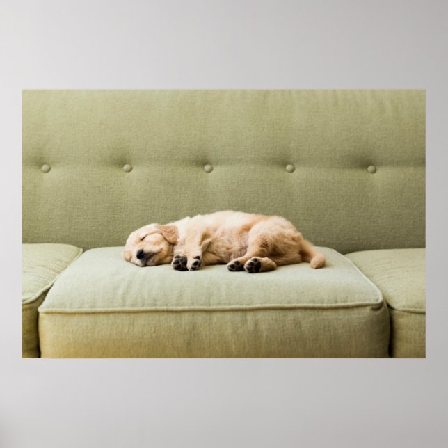 Niedliche Kleintiere | Golden Retriever Puppy 2 Poster (Vorne)
