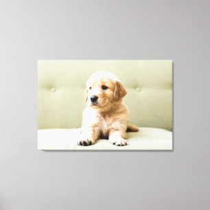 Niedliche Kleintiere   Golden Retriever Puppy Leinwanddruck
