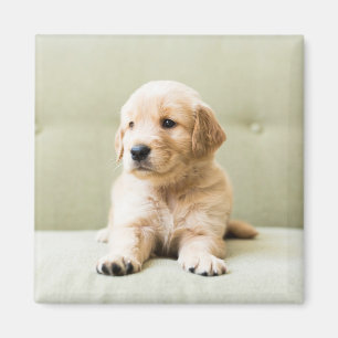 Niedliche Kleintiere   Golden Retriever Puppy Magnet