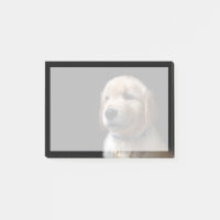 Niedliche Kleintiere | Golden Retriever Puppy