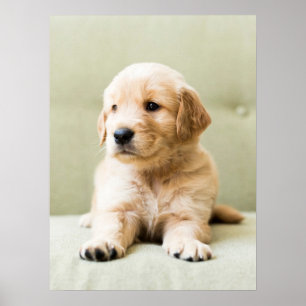 Niedliche Kleintiere   Golden Retriever Puppy Poster