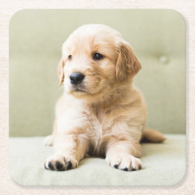 Niedliche Kleintiere | Golden Retriever Puppy Rechteckiger Pappuntersetzer (Vorderseite)
