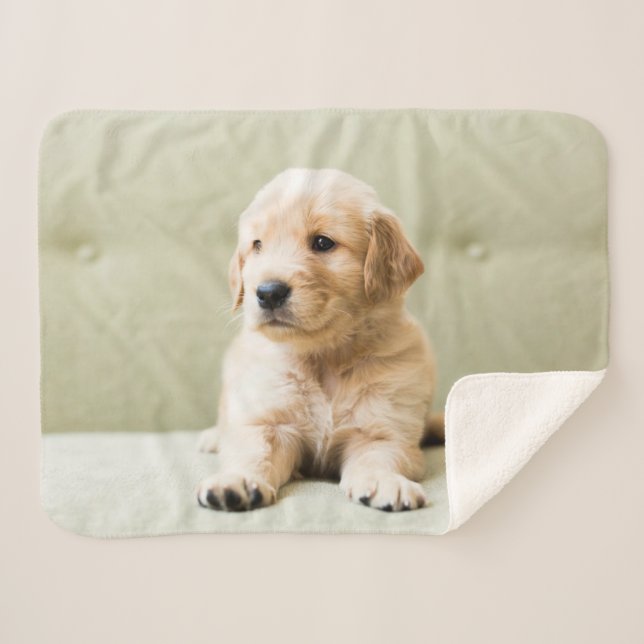 Niedliche Kleintiere | Golden Retriever Puppy Sherpadecke (Vorderseite (Horizontal))