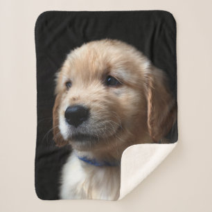 Niedliche Kleintiere   Golden Retriever Puppy Sherpadecke