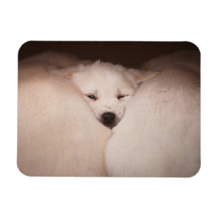 Niedliche Kleintiere   Golden Retriever Snuggg Magnet