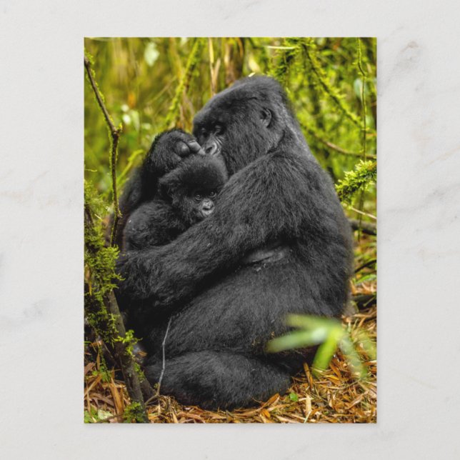 Niedliche Kleintiere | Gorilla & Baby Postkarte (Vorderseite)