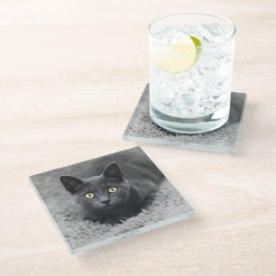 Niedliche Kleintiere Graue Katze Glasuntersetzer