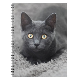 Niedliche Kleintiere Graue Katze Notizblock