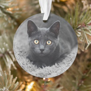 Niedliche Kleintiere   Graue Katze Ornament
