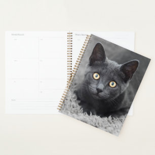 Niedliche Kleintiere Graue Katze Planer