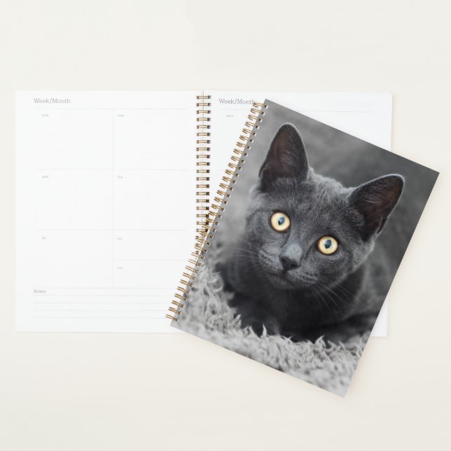 Niedliche Kleintiere | Graue Katze Planer (Anzeige)