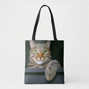 Niedliche Kleintiere Grey Tabby Cat Face