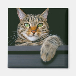 Niedliche Kleintiere   Grey Tabby Cat Face Magnet