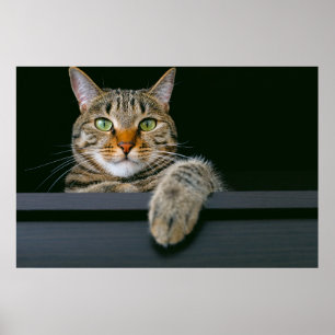 Niedliche Kleintiere   Grey Tabby Cat Face Poster