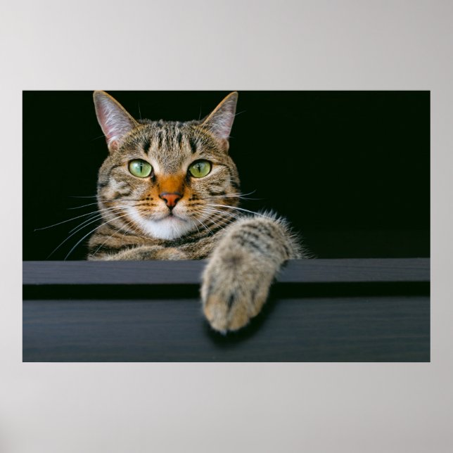 Niedliche Kleintiere | Grey Tabby Cat Face Poster (Vorne)