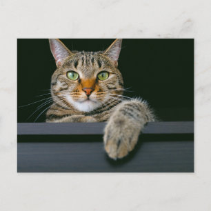 Niedliche Kleintiere   Grey Tabby Cat Face Postkarte