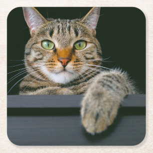Niedliche Kleintiere Grey Tabby Cat Face Rechteckiger Pappuntersetzer