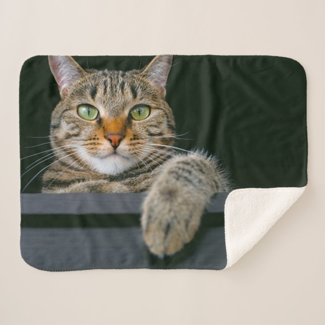 Niedliche Kleintiere | Grey Tabby Cat Face Sherpadecke (Vorderseite (Horizontal))