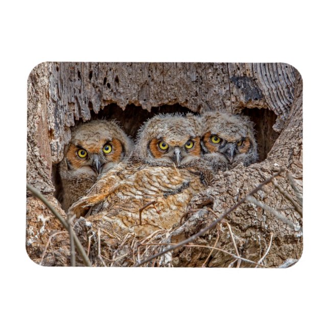 Niedliche Kleintiere | Große Horned Chips Magnet (Horizontal)