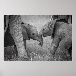 Niedliche Kleintiere Gruß von Baby Elephants Poster