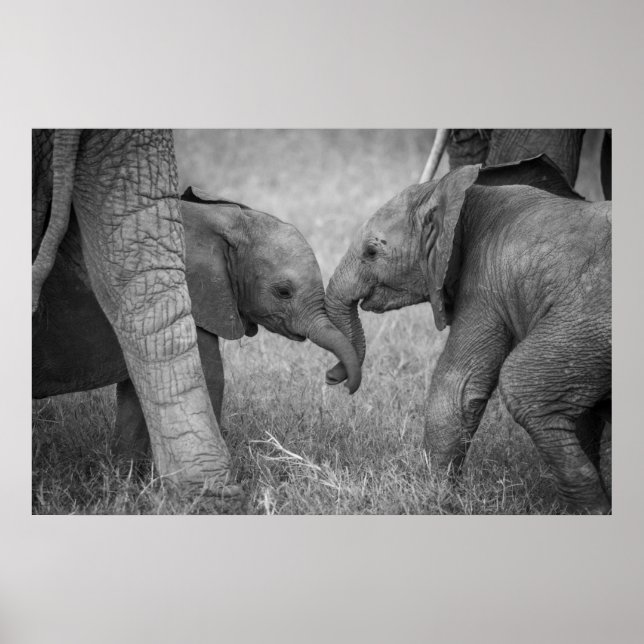 Niedliche Kleintiere | Gruß von Baby Elephants Poster (Vorne)