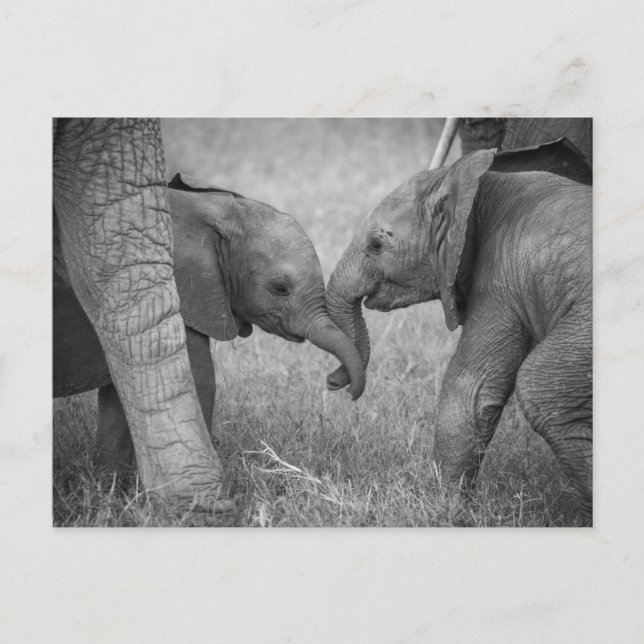Niedliche Kleintiere | Gruß von Baby Elephants Postkarte (Vorderseite)