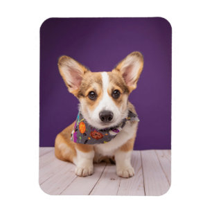 Niedliche Kleintiere   Halloween Corgi Magnet