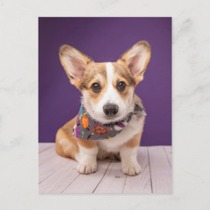 Niedliche Kleintiere   Halloween Corgi Postkarte