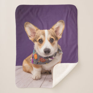 Niedliche Kleintiere   Halloween Corgi Sherpadecke