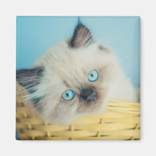 Niedliche Kleintiere   Himalayan Siegel Point Cat Magnet