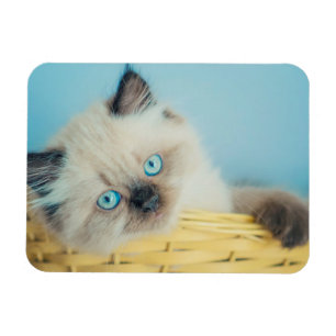 Niedliche Kleintiere   Himalayan Siegel Point Cat Magnet