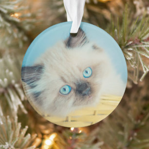 Niedliche Kleintiere Himalayan Siegel Point Cat Ornament
