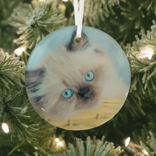 Niedliche Kleintiere Himalayan Siegel Point Cat Ornament Aus Glas
