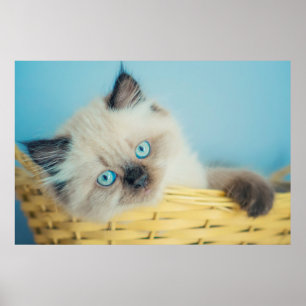 Niedliche Kleintiere Himalayan Siegel Point Cat Poster