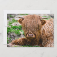 Niedliche Kleintiere | Hochlandkuhkalb