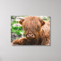 Niedliche Kleintiere | Hochlandkuhkalb