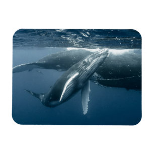 Niedliche Kleintiere   Humpback Whale Calf Magnet