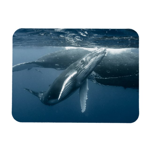 Niedliche Kleintiere | Humpback Whale Calf Magnet (Horizontal)