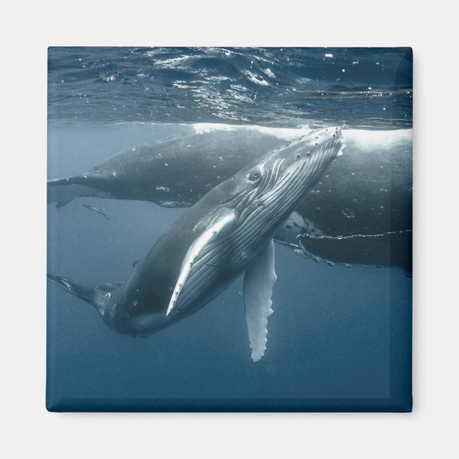 Niedliche Kleintiere | Humpback Whale Calf Magnet (Vorne)