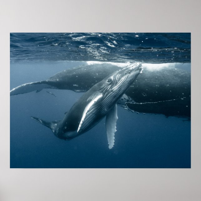Niedliche Kleintiere | Humpback Whale Calf Poster (Vorne)
