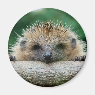 Niedliche Kleintiere   Igel Lächeln Magnet